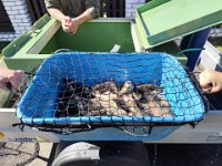 Zarybňování Litavky (17)